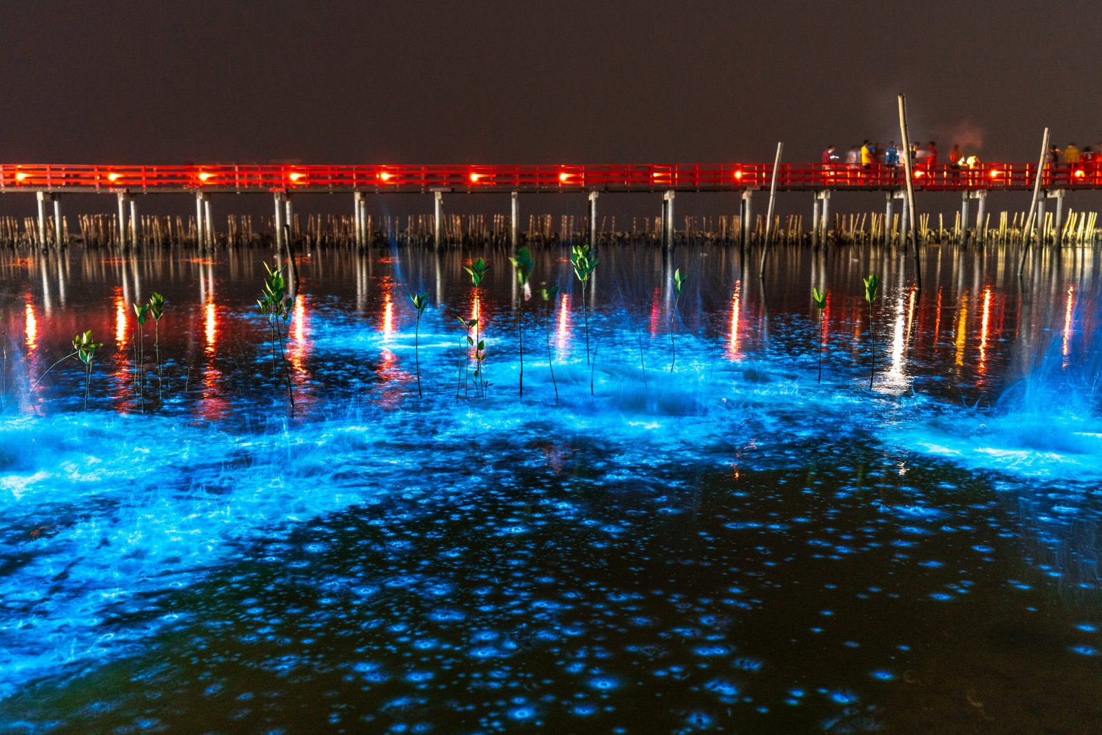 bioluminescence Florida glowing water night kayak