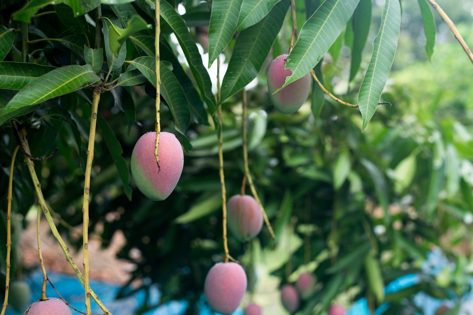 mango trees Florida backyard fruit on tree